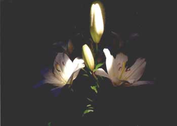"Moon Light & Lilies" by Audrey J. Wilde, Wausau WI - Photography